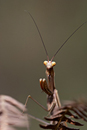 DSC_7336.jpg